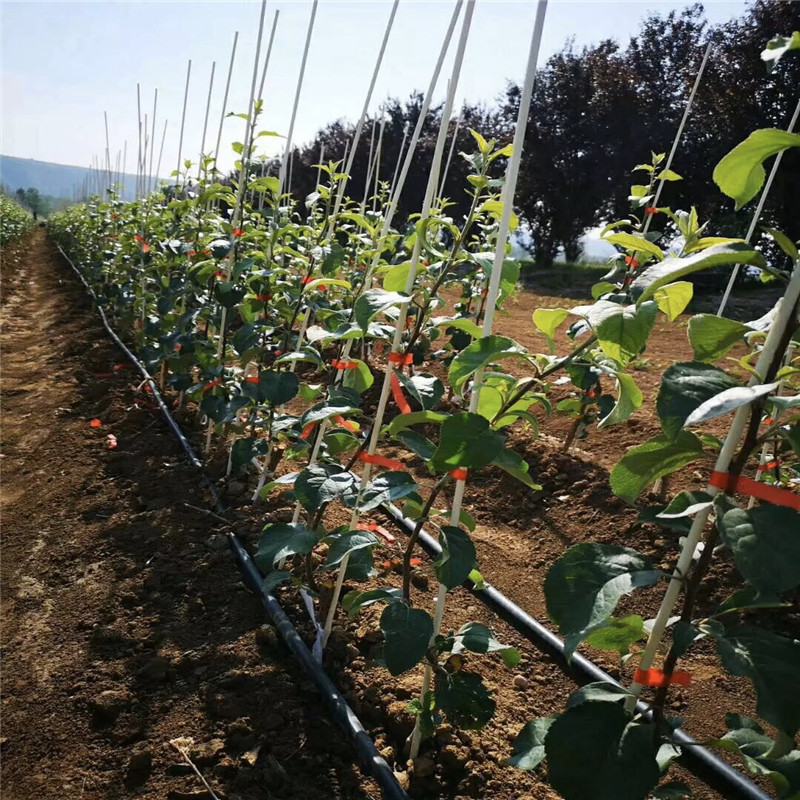 華碩蘋(píng)果苗種植時(shí)間 2020年山東蘋(píng)果苗華碩蘋(píng)果苗現(xiàn)貨供應(yīng)