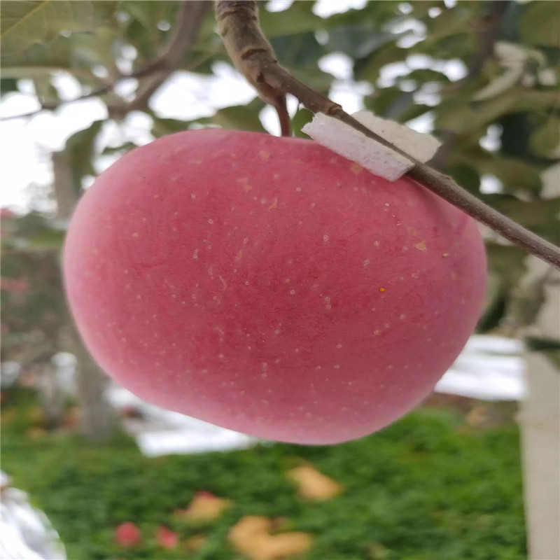 五公分大蘋果樹基地報(bào)價(jià) 明月蘋果苗批發(fā)價(jià)格