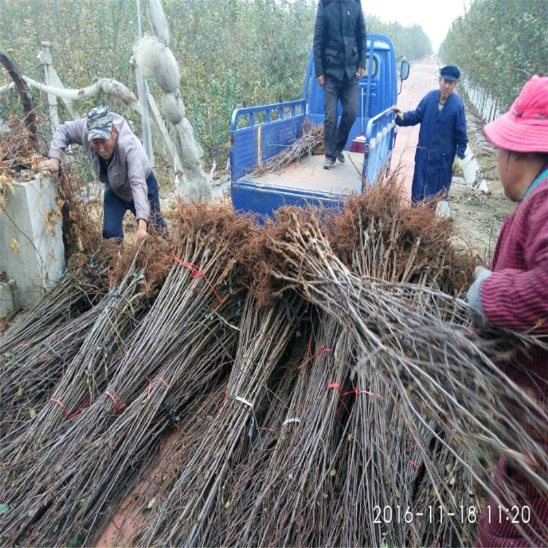 红蛇果苹果苗价格及报价 两年生苹果苗红蛇果苹果苗批发基地