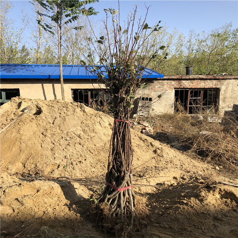 定植兩年的蘋果樹苗場電話 黃元帥蘋果苗苗場電話