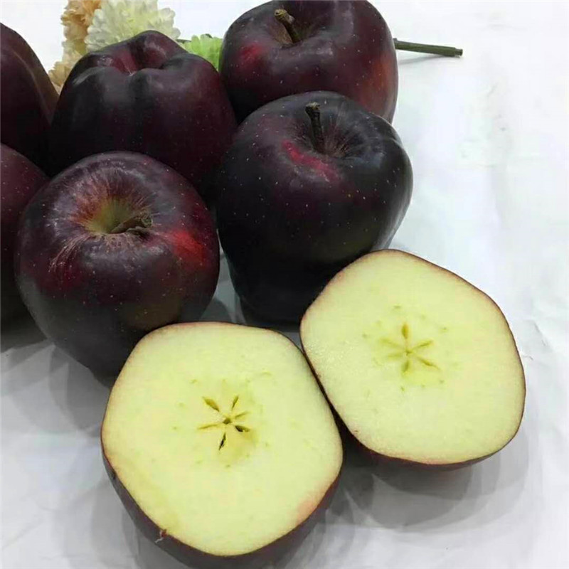 神富6號(hào)蘋(píng)果苗三公分蘋(píng)果樹(shù)成熟季節(jié)