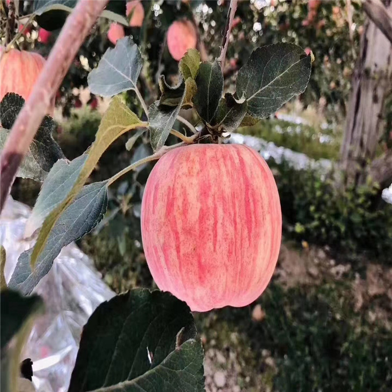 m26矮化蘋果苗一棵價(jià)錢 新紅星蘋果苗批發(fā)基地