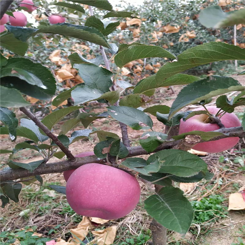 地徑一公分蘋果苗苗場電話 紅肉蘋果苗批發(fā)價(jià)格