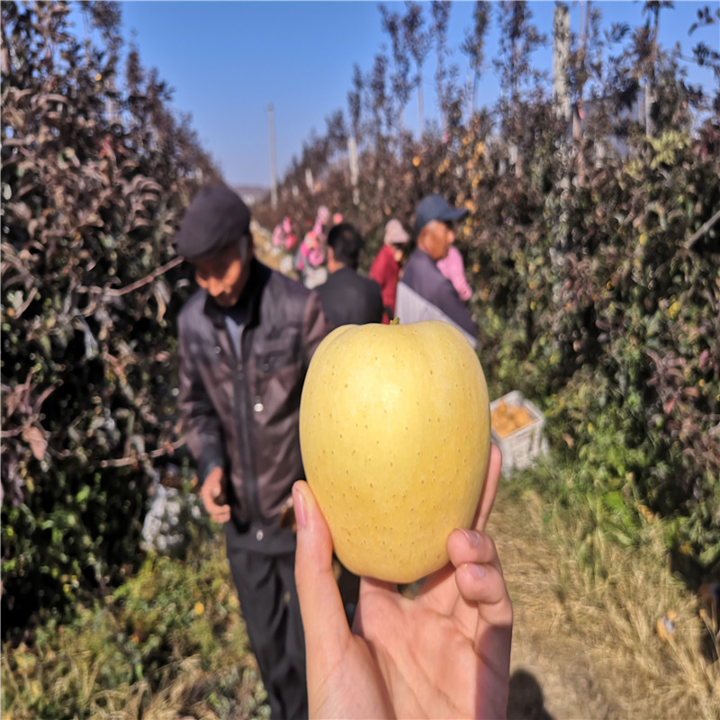 新品種蘋果苗長富2號蘋果苗種植技術(shù)