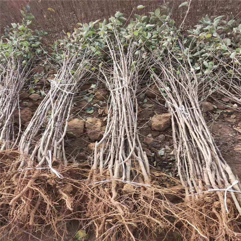 紅將軍蘋果苗一棵價(jià)錢 2020年山東蘋果苗紅將軍蘋果苗基地報(bào)價(jià)