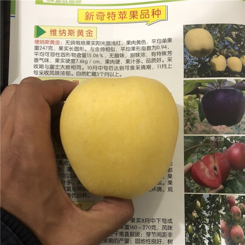 維納斯黃金蘋果苗種植技術(shù) 定植兩年的蘋果樹維納斯黃金蘋果苗出售電話