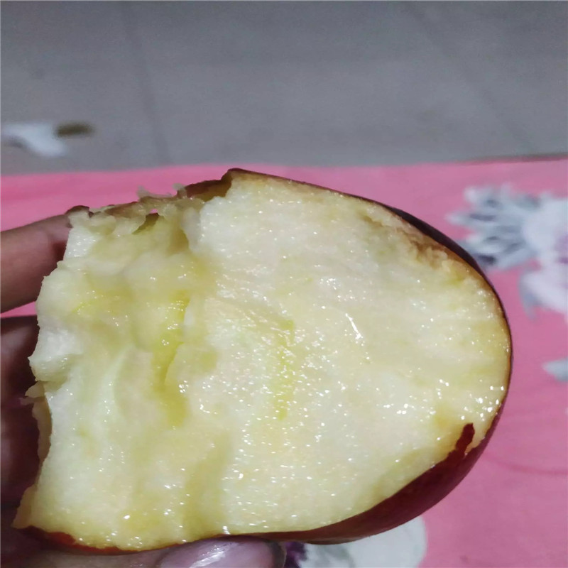 三公分蘋果樹品種特色介紹 紅富士蘋果苗基地報價