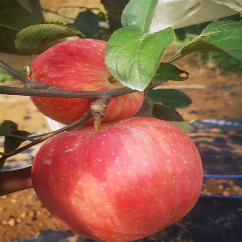 柱狀蘋(píng)果苗種植時(shí)間 定植兩年的蘋(píng)果樹(shù)柱狀蘋(píng)果苗批發(fā)價(jià)格