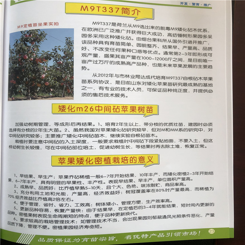 藤木1號(hào)蘋果苗品種特色介紹 定植兩年的蘋果樹藤木1號(hào)蘋果苗苗場(chǎng)電話