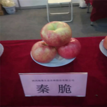新紅星蘋果苗一棵價錢定植兩年的蘋果樹新紅星蘋果苗基地報價