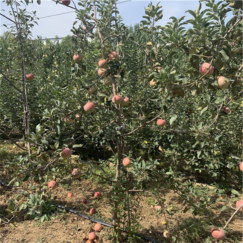 花牛苹果苗一棵价钱 新品种苹果苗花牛苹果苗批发基地