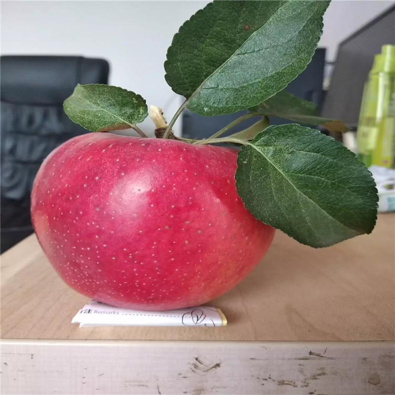 兩年生蘋(píng)果苗種植技術(shù)愛(ài)妃蘋(píng)果苗
