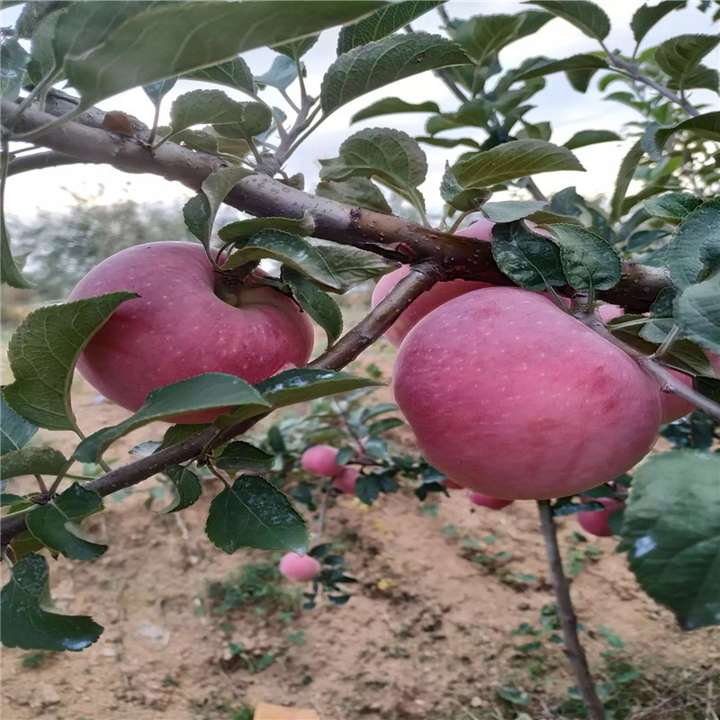 定植兩年的蘋果樹品種特色介紹 矮化蘋果苗批發(fā)基地