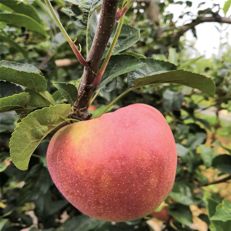 新品種蘋果苗種植技術(shù) 水蜜桃蘋果苗一棵價(jià)錢