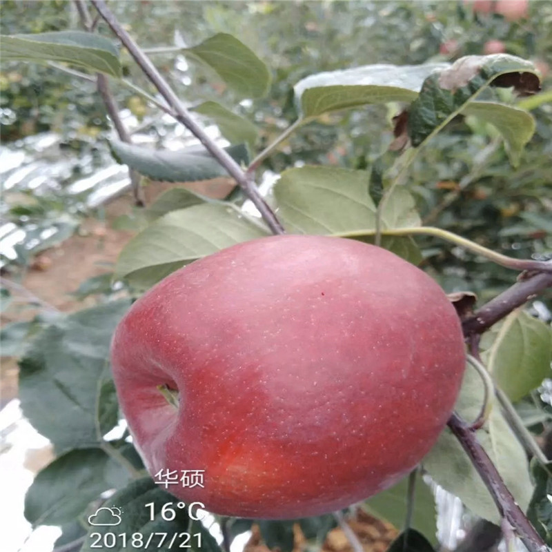 定植两年的苹果树批发价格 柱状苹果苗一棵价钱