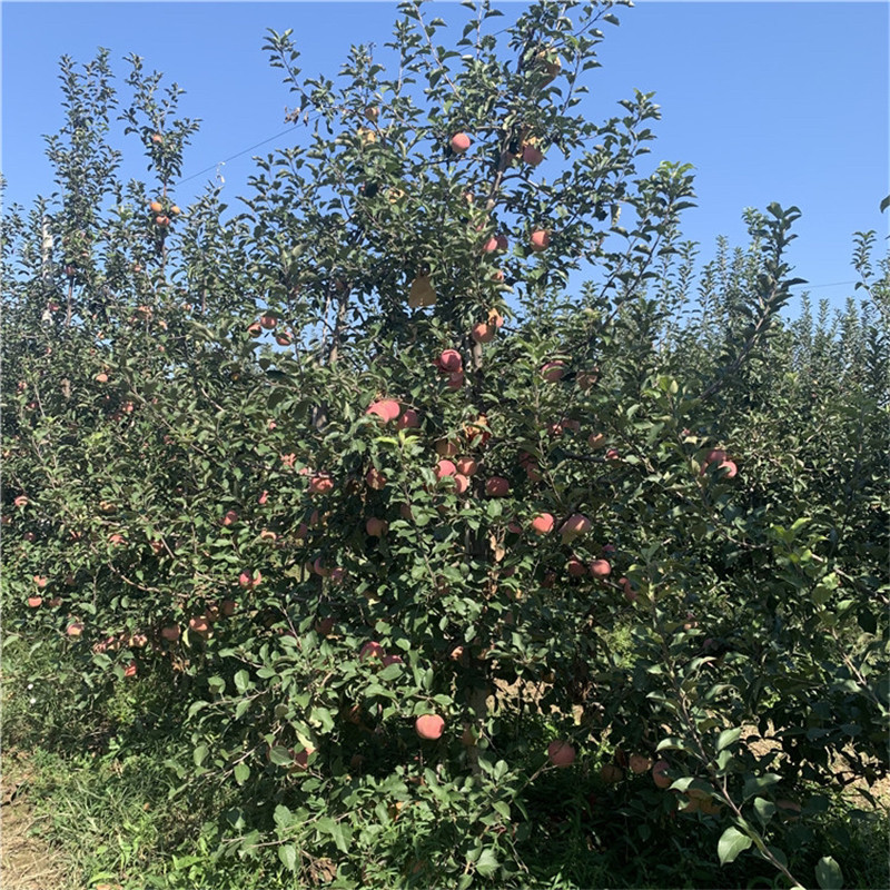 望鄉(xiāng)紅蘋果苗品種特色介紹 兩年生蘋果苗望鄉(xiāng)紅蘋果苗苗場(chǎng)電話