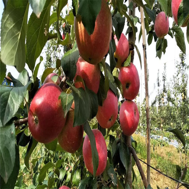 m26矮化蘋果苗一棵價(jià)錢 花牛蘋果苗批發(fā)基地