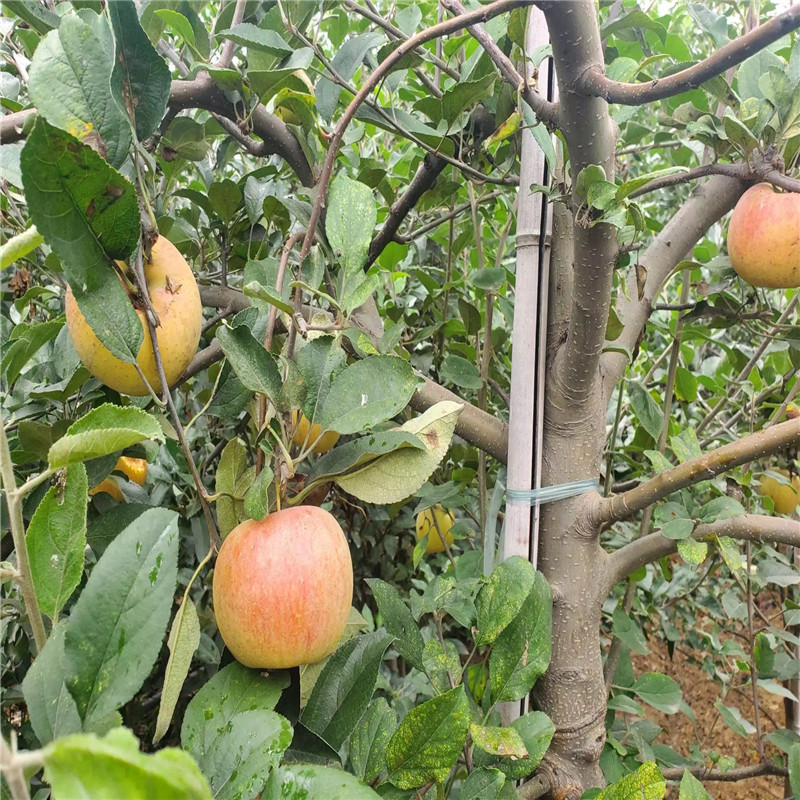 響富蘋果苗定植兩年的蘋果樹批發(fā)基地