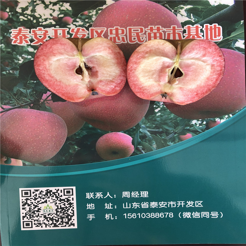 柱狀蘋果苗種植技術(shù) 兩年生蘋果苗柱狀蘋果苗批發(fā)價(jià)格