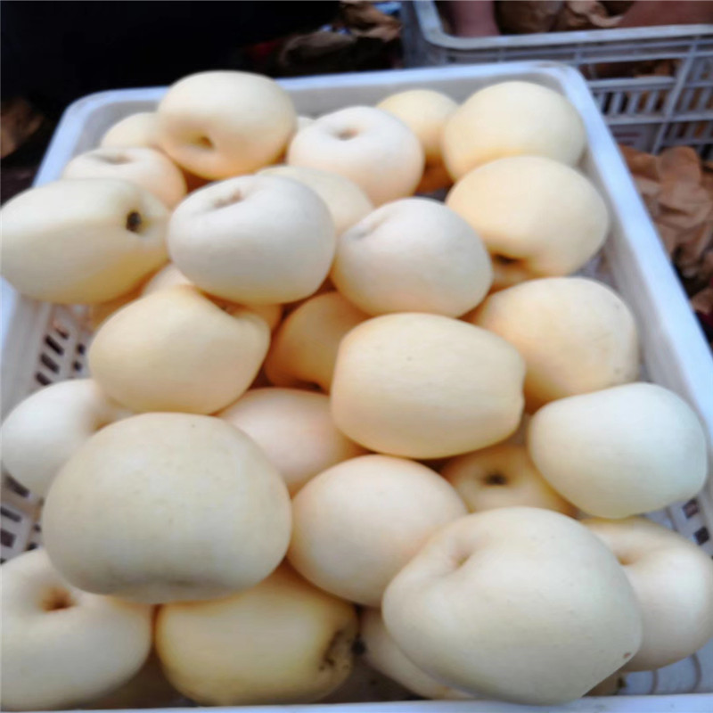 煙富0蘋果苗新品種蘋果苗現(xiàn)貨供應(yīng)