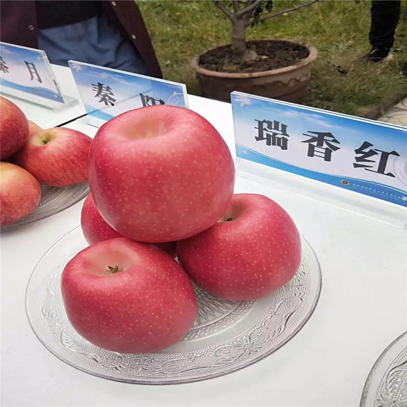 國(guó)光蘋(píng)果苗m26矮化蘋(píng)果苗基地報(bào)價(jià)