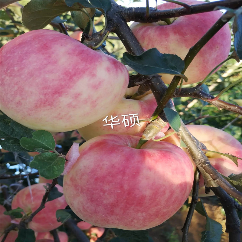 黃元帥蘋果苗成熟季節(jié) 五公分大蘋果樹黃元帥蘋果苗基地報(bào)價(jià)