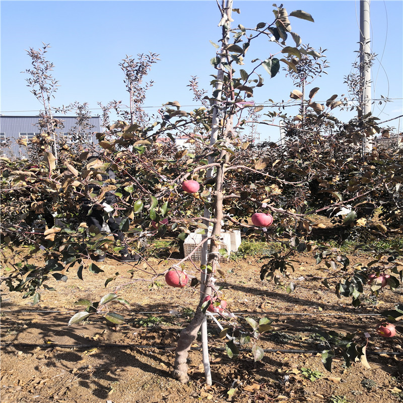 望乡红苹果苗品种特色介绍 两年生苹果苗望乡红苹果苗苗场电话