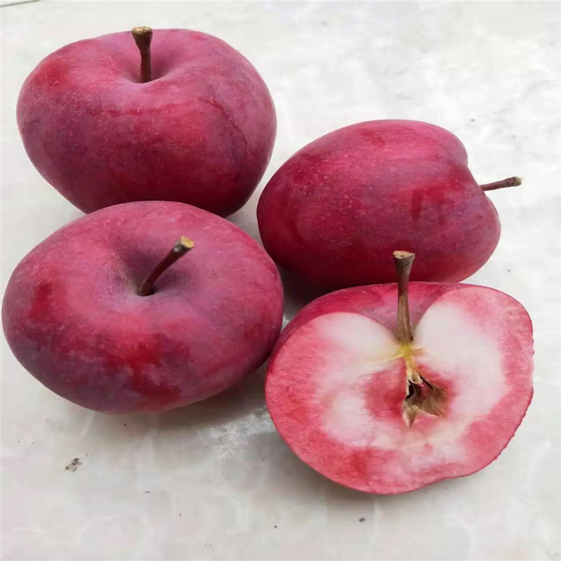 紅肉蘋果苗批發(fā)價(jià)格 m26矮化蘋果苗紅肉蘋果苗批發(fā)基地