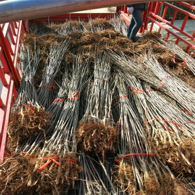 中間砧矮化蘋果苗品種特色介紹 國(guó)光蘋果苗基地報(bào)價(jià)