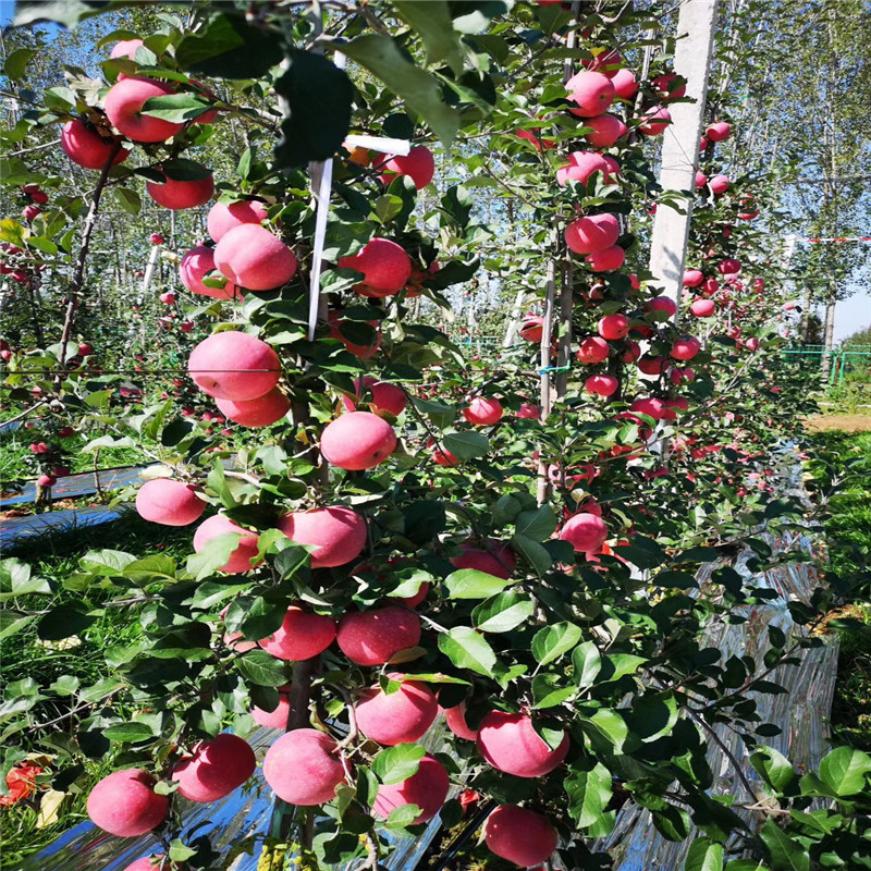 信濃紅蘋果苗一棵價錢 兩年生蘋果苗信濃紅蘋果苗現(xiàn)貨供應(yīng)