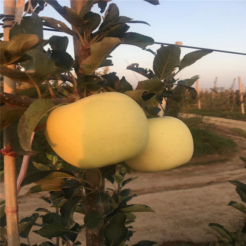 三公分蘋果樹種植技術(shù)煙富8蘋果苗