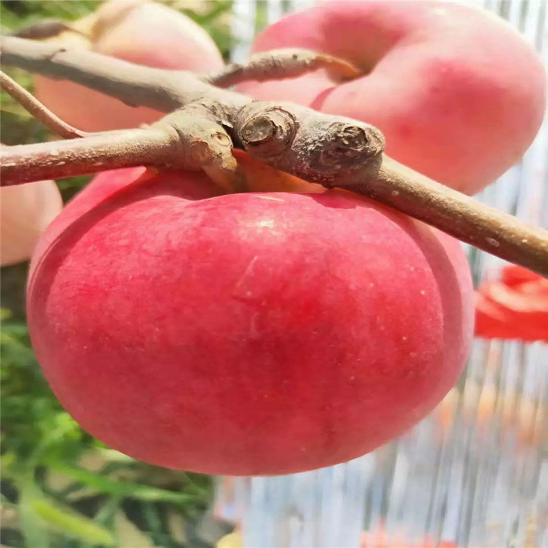 水蜜桃蘋果苗定植兩年的蘋果樹品種特色介紹
