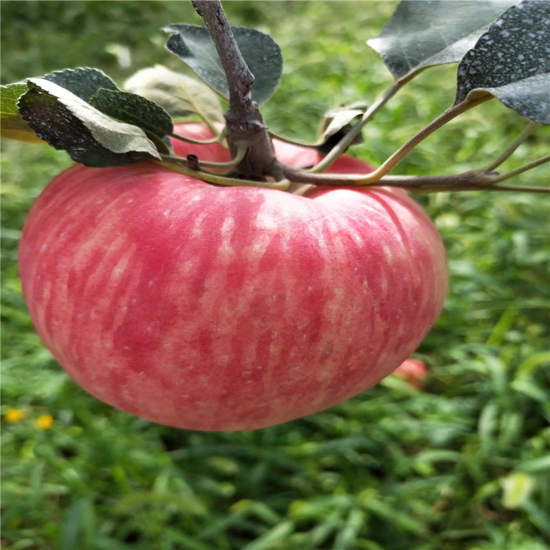 兩年生蘋果苗種植技術(shù) 望鄉(xiāng)紅蘋果苗一棵價錢