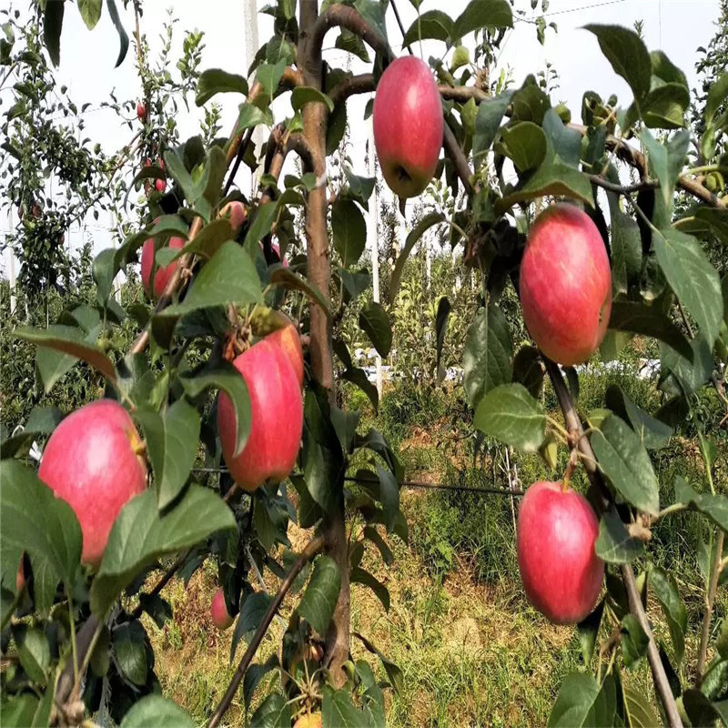 花牛苹果苗一棵价钱 新品种苹果苗花牛苹果苗批发基地