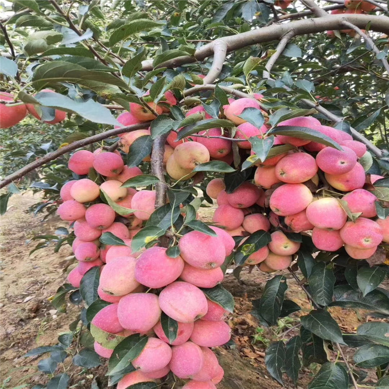 柱狀蘋(píng)果苗種植時(shí)間 定植兩年的蘋(píng)果樹(shù)柱狀蘋(píng)果苗批發(fā)價(jià)格