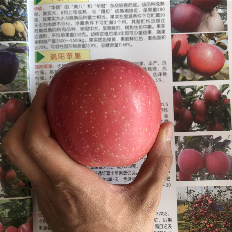 黃元帥蘋果苗成熟季節(jié) 定植兩年的蘋果樹黃元帥蘋果苗現貨供應