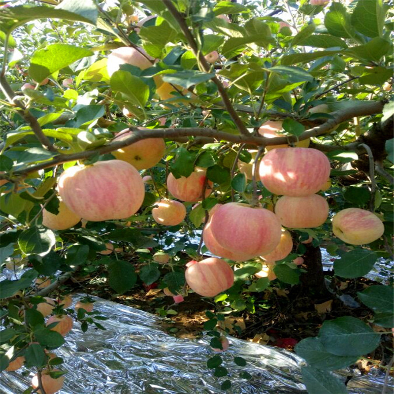 柱状苹果苗成熟季节 三公分苹果树柱状苹果苗批发价格