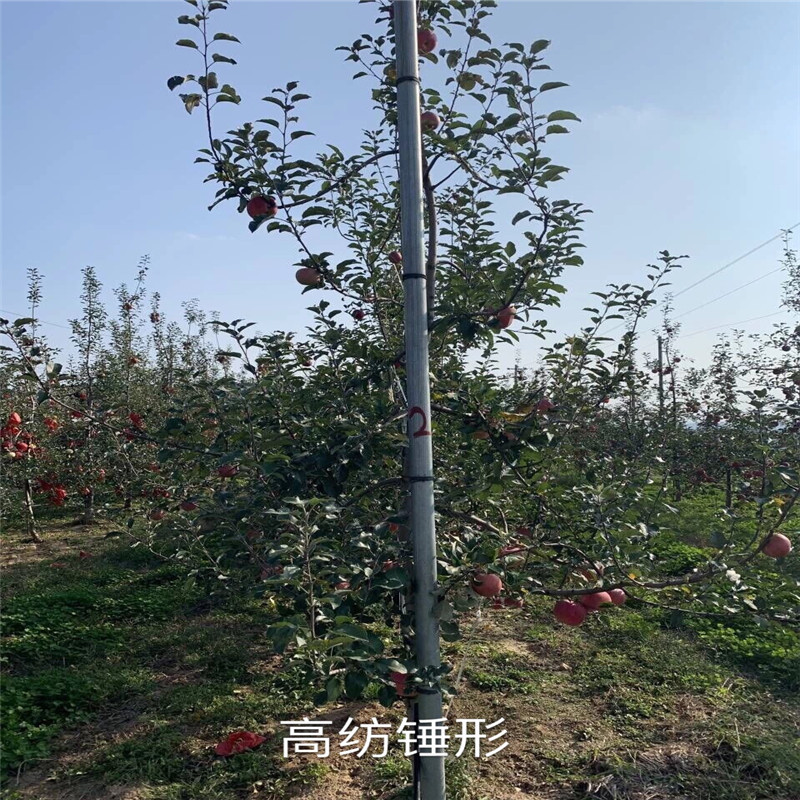 三公分蘋果樹品種特色介紹 紅富士蘋果苗基地報價