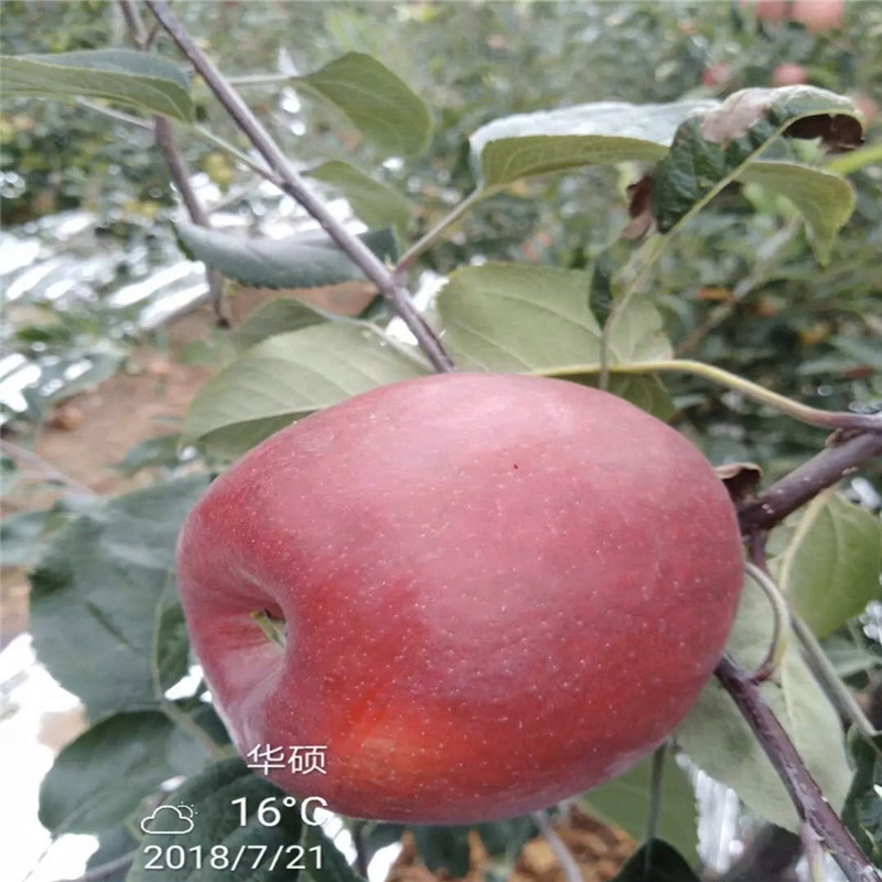 新品種蘋果苗種植技術(shù) 水蜜桃蘋果苗一棵價(jià)錢