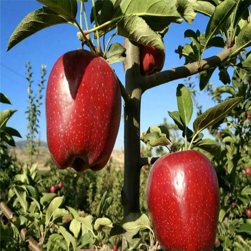 兩年生蘋(píng)果苗種植技術(shù)愛(ài)妃蘋(píng)果苗