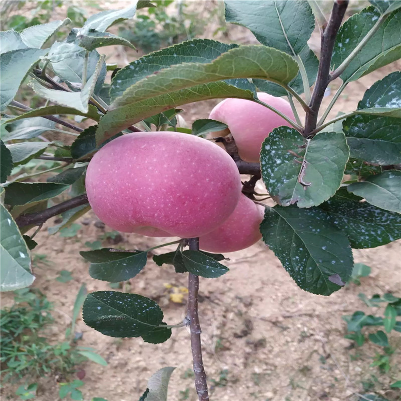 水蜜桃苹果苗品种特色介绍 新品种苹果苗水蜜桃苹果苗一棵价钱