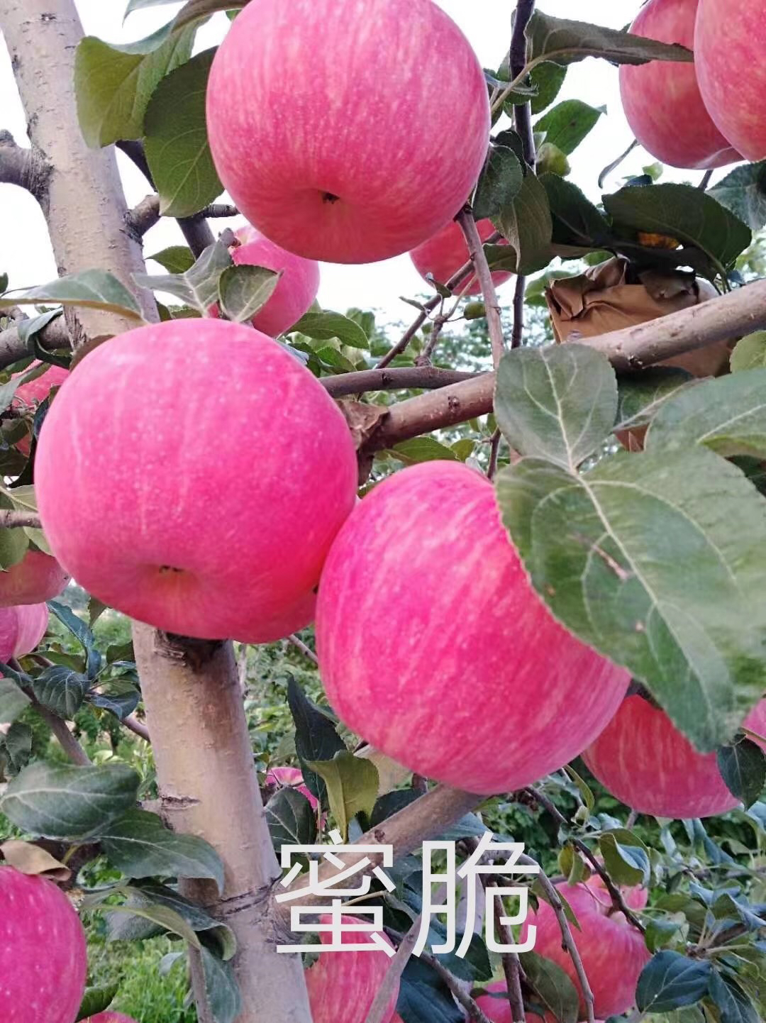 新紅星蘋果苗一棵價錢 定植兩年的蘋果樹新紅星蘋果苗基地報價