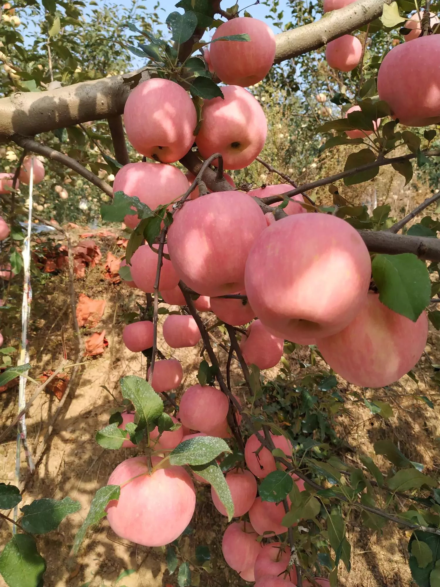 红肉苹果苗种植时间 两年生苹果苗红肉苹果苗一棵价钱