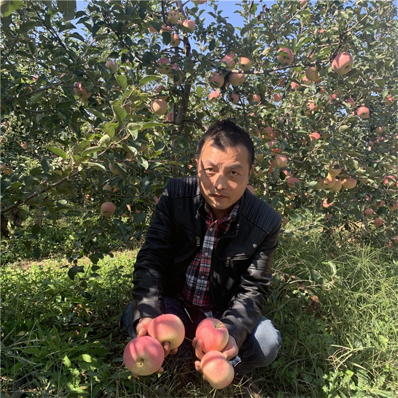 三公分蘋果樹品種特色介紹 紅富士蘋果苗基地報價