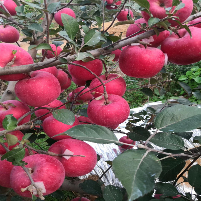 花牛蘋果苗2020年山東蘋果苗成熟季節(jié)