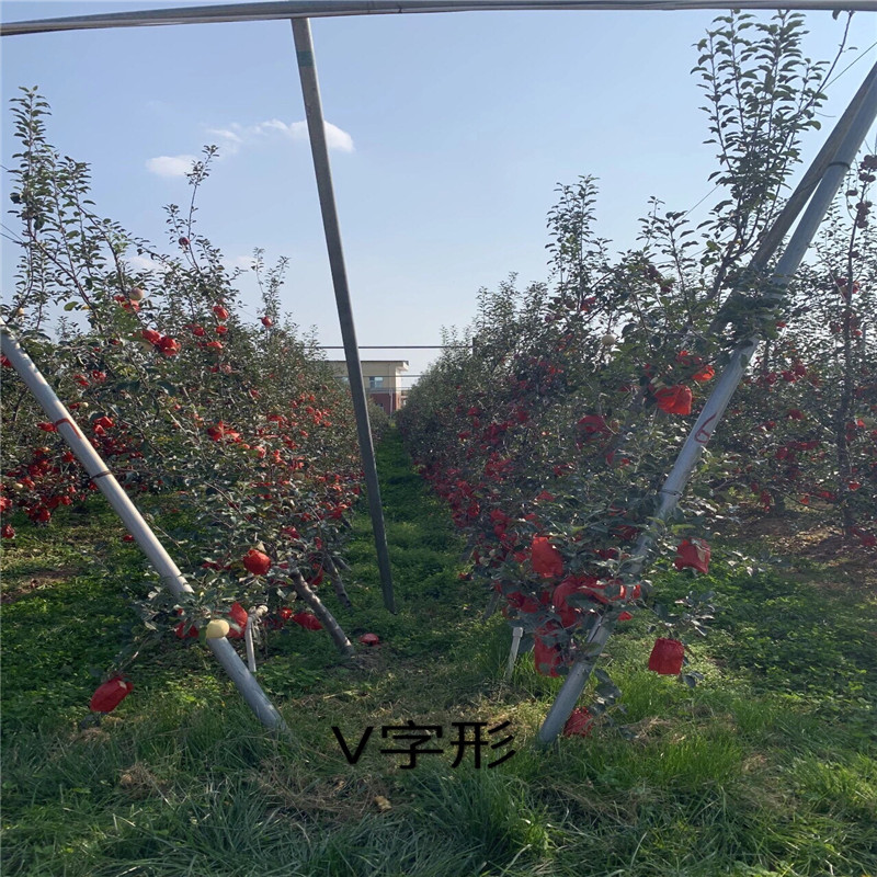 花牛蘋果苗2020年山東蘋果苗成熟季節(jié)