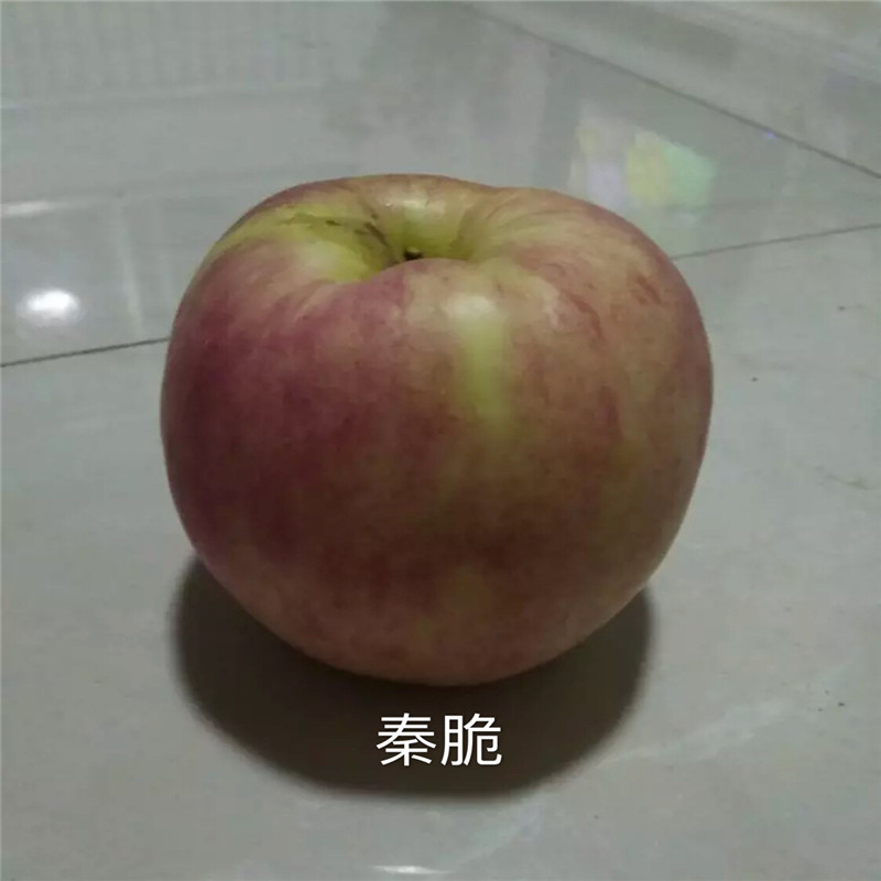 定植两年的苹果树成熟季节 新红星苹果苗批发价格
