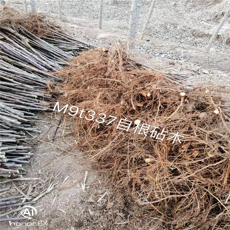 定植兩年的蘋果樹望鄉(xiāng)紅蘋果苗品種特色介紹