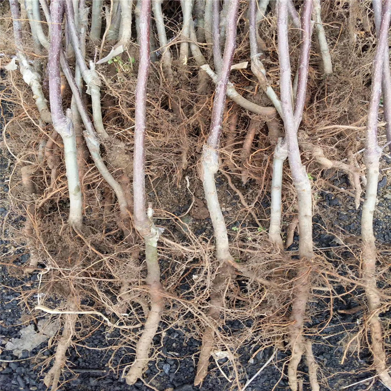 紅肉蘋果苗成熟季節(jié) 兩年生蘋果苗紅肉蘋果苗批發(fā)基地