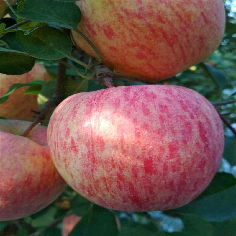 神富6号苹果苗种植技术 地径一公分苹果苗神富6号苹果苗现货供应